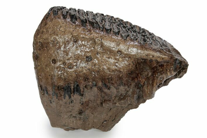 Fossil Woolly Mammoth Upper M Molar - Poland #357018